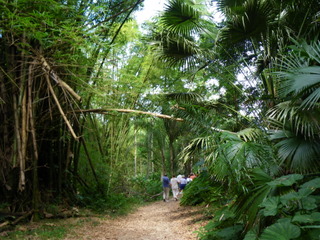 オーチョリオスの熱帯雨林